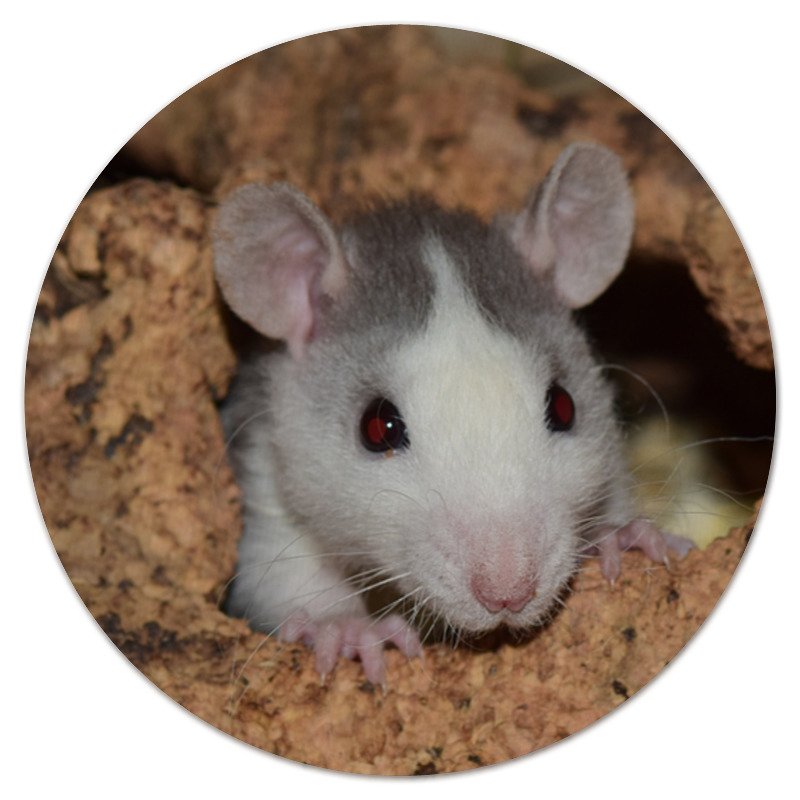 Printio Коврик для мышки (круглый) Крыса символ 2020 года