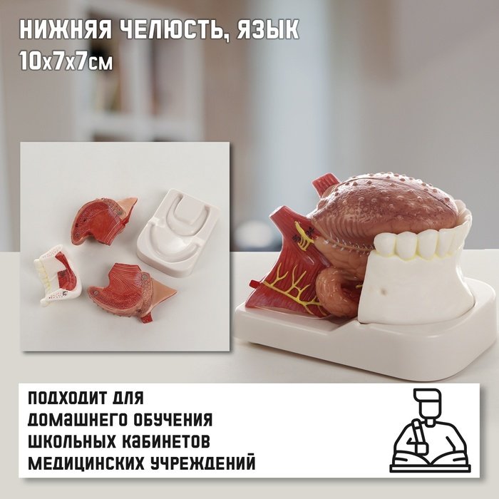 Макет 'Нижняя челюсть, язык', 10*7*7см