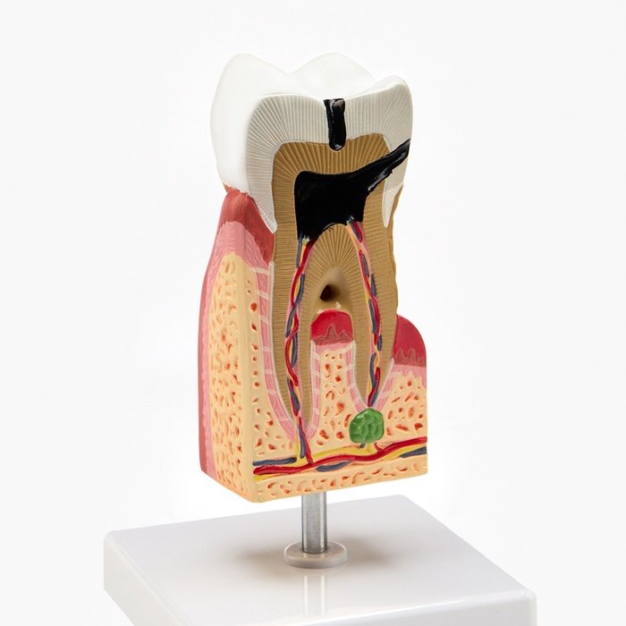 Макет 'Строение зуба в разрезе' 13*6см