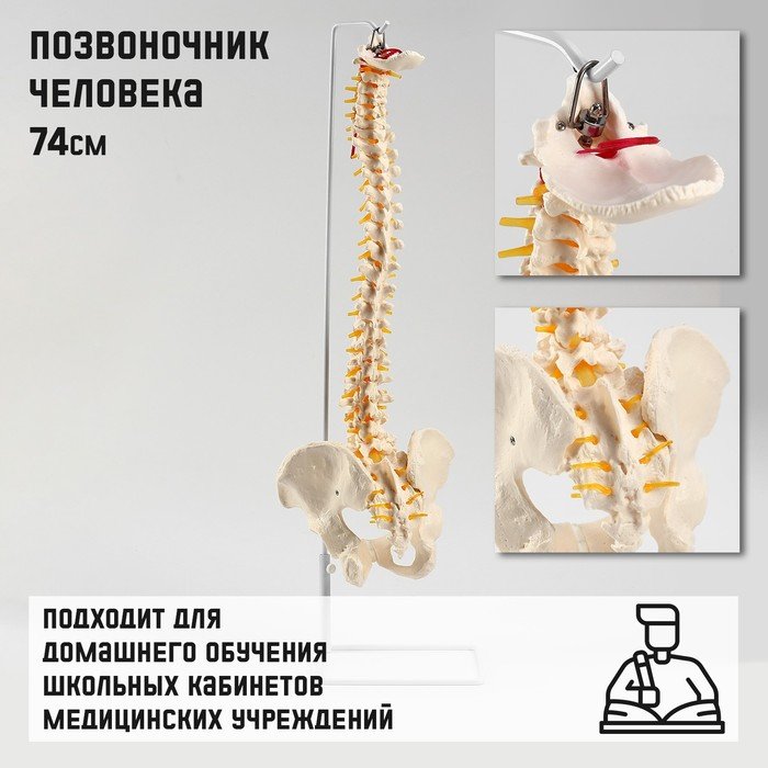 Макет 'Позвоночник человека' 74см